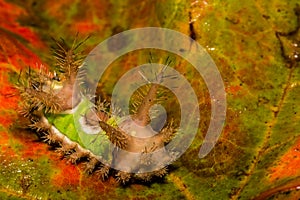 Saddleback Caterpillar