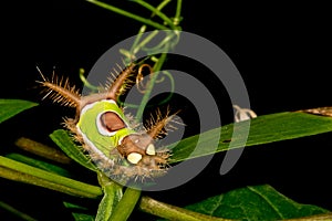 Saddleback Caterpillar