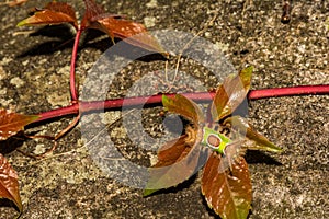 Saddleback Caterpillar