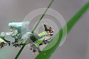 Saddleback caterpillars eating a leaf