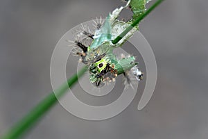 Saddleback caterpillars eating a leaf