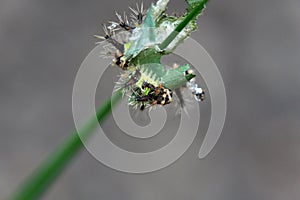Saddleback caterpillars eating a leaf