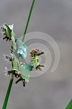 Saddleback caterpillars eating a leaf