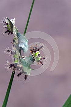 Saddleback caterpillars eating a leaf