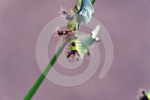 Saddleback caterpillars eating a leaf