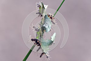 Saddleback caterpillars eating a leaf