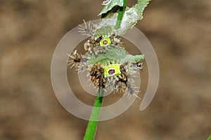 Saddleback caterpillars eating a leaf