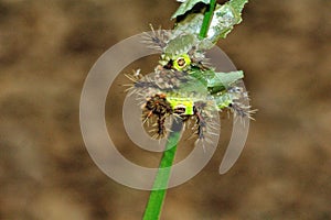 Saddleback caterpillars eating a leaf