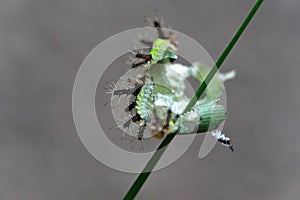 Saddleback caterpillars eating a leaf