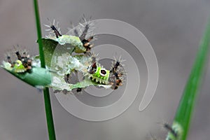 Saddleback caterpillars eating a leaf