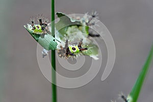 Saddleback caterpillars eating a leaf