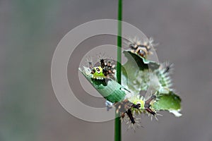 Saddleback caterpillars eating a leaf