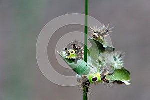 Saddleback caterpillars eating a leaf