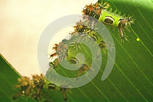 Saddleback caterpillars eating a leaf