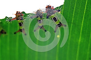 Saddleback caterpillars eating a leaf