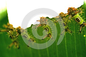 Saddleback caterpillars eating a leaf