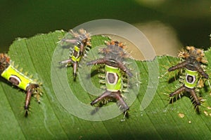 Saddleback caterpillars eating a leaf