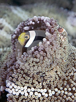 Saddleback clownfish