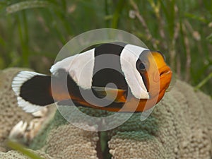 Saddleback clownfish