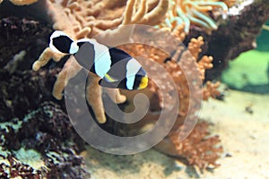 Saddleback clownfish