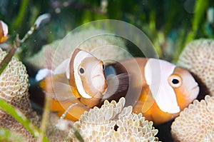 Saddleback clownfish