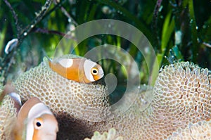 Saddleback clownfish