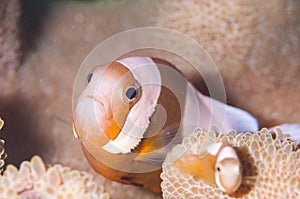 Saddleback clownfish