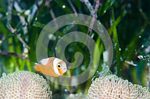 Saddleback clownfish