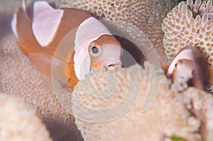 Saddleback clownfish