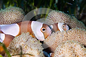 Saddleback clownfish