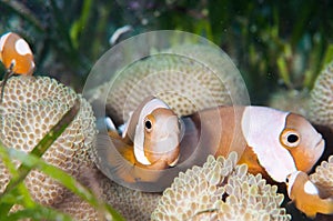 Saddleback clownfish