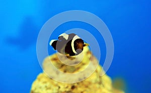 Saddleback Clownfish - Amphiprion polymnus