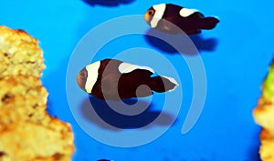 Saddleback Clownfish - Amphiprion polymnus