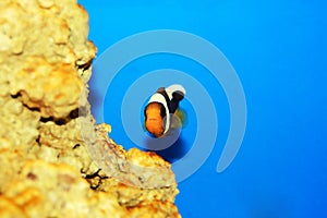 Saddleback Clownfish - Amphiprion polymnus