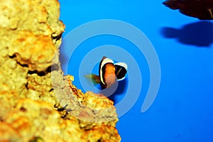 Saddleback Clownfish - Amphiprion polymnus