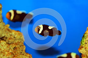 Saddleback Clownfish - Amphiprion polymnus