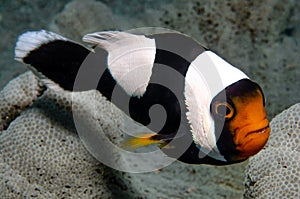 Saddleback Clownfish, Amphiprion Polymnus