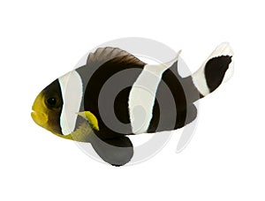 Saddleback clownfish - Amphiprion polymnus