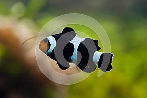 Saddleback clownfish Amphiprion polymnus. photo
