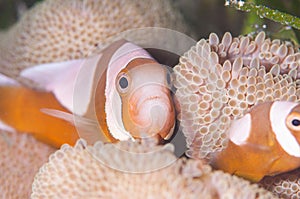 Saddleback clownfish