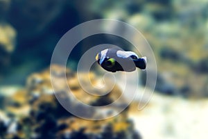 Saddleback Clownfish - Marine fish