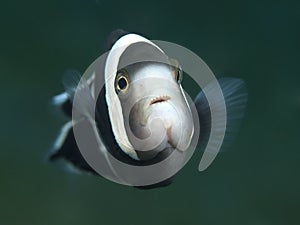 Saddleback clownfish