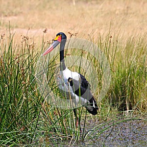 Saddleback Crane, Zimbabwe, Hwange National Park