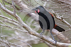 Saddleback Endemic Wattlebird of New Zealand