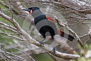 Saddleback Endemic Wattlebird of New Zealand