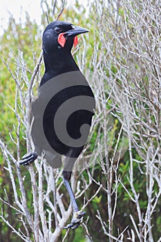 Saddleback Endemic Wattlebird of New Zealand