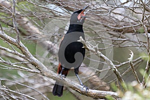 Saddleback Endemic Wattlebird of New Zealand