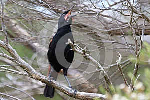 Saddleback Endemic Wattlebird of New Zealand