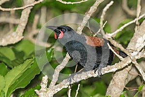 Saddleback Endemic Wattlebird of New Zealand