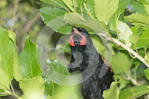 Saddleback Endemic Wattlebird of New Zealand